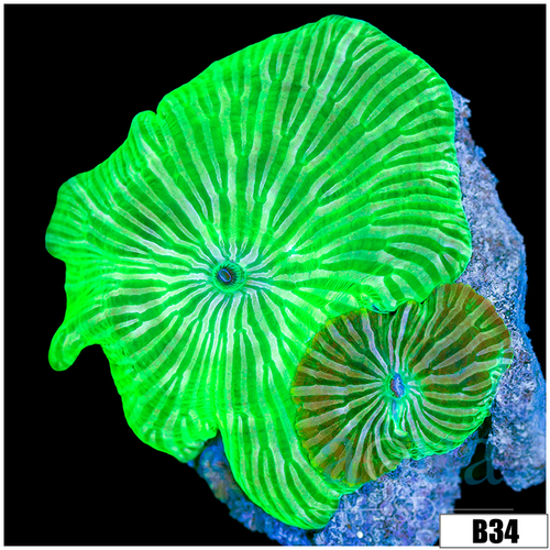 Nuclear Discosoma Mushroom