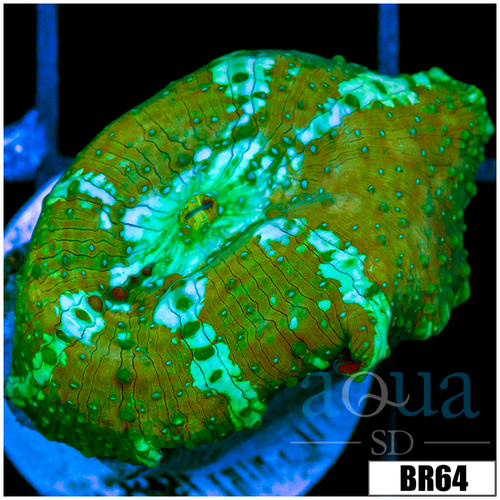 Teal Striped Discosoma