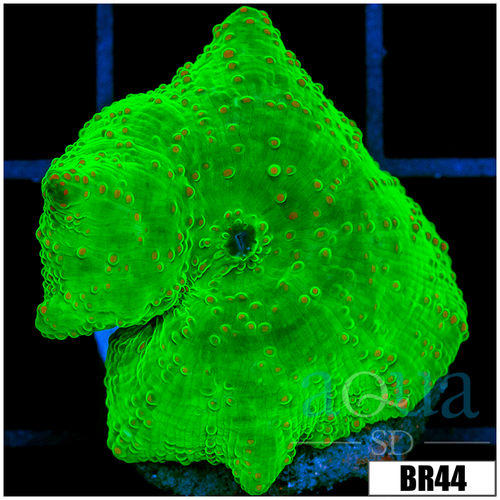 Indo Kryptonite Discosoma