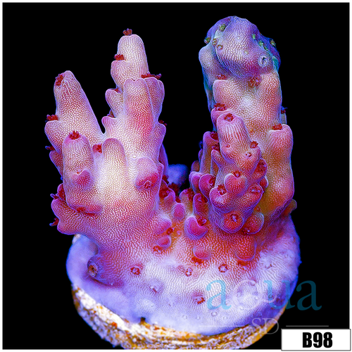Strawberry tort Acropora