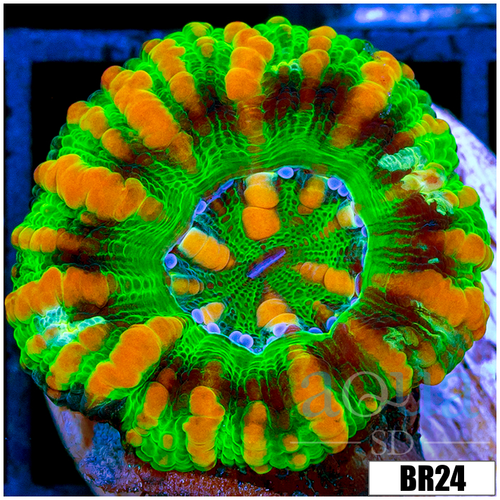 Aussie Tiger Striped Button Scoly