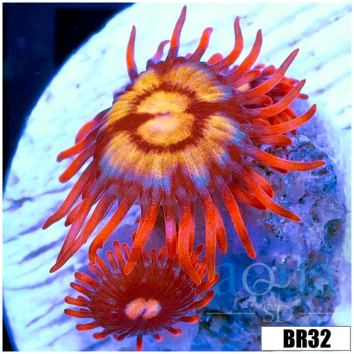 Star Fire Zoas