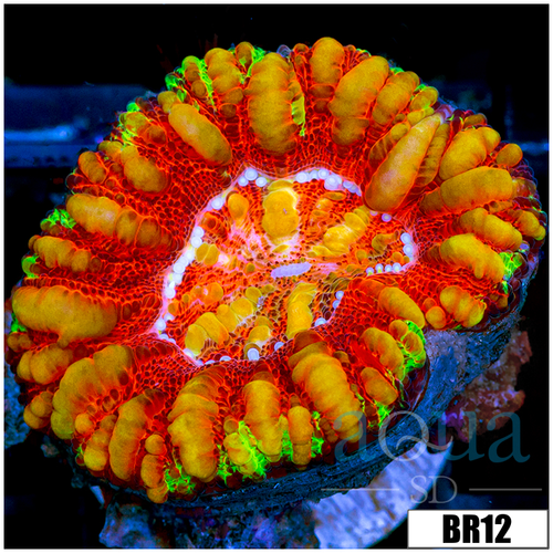 Aussie Rainbow Inferno Button Scoly