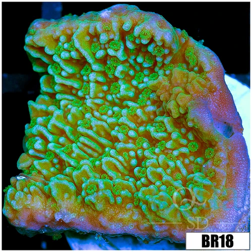 Nuclear Plating Monti