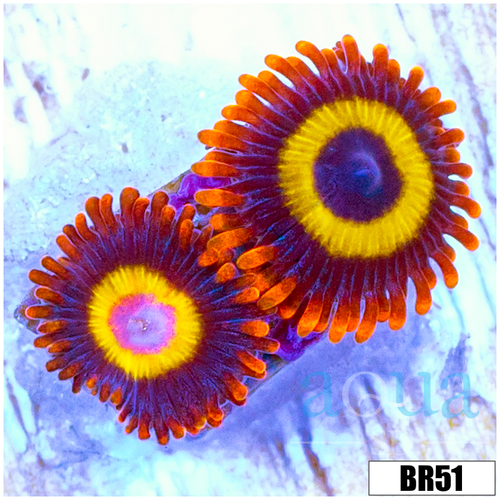 BBEB Rasta Zoas