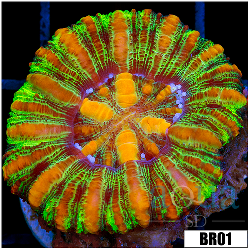 Aussie Tiger Striped Button Scoly
