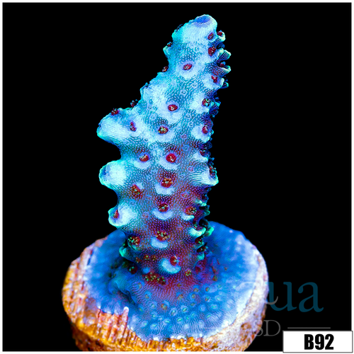 Teal Millepora