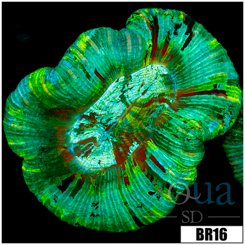 Aussie Teal Splatter Trachy