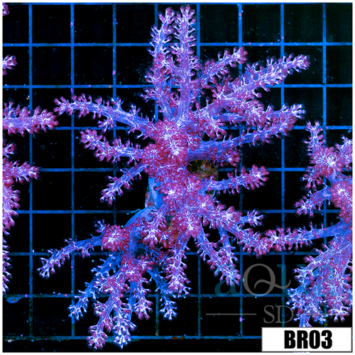 Purple Nepthea Tree Leather