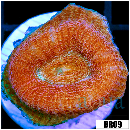 Peach Barabattoia Favia