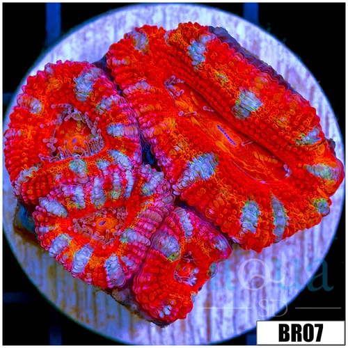 Rainbow Peppermint Acan Lord