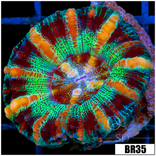 Aussie Tiger Striped Button Scoly