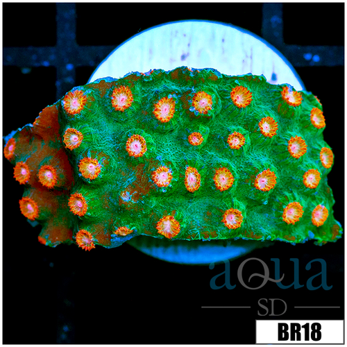 Indo Meteor Shower Cyphastrea
