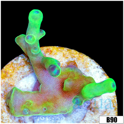 Lime Echinata Acropora