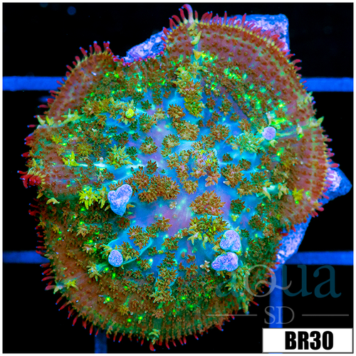 Indo Blue Balls Bounce Mushroom