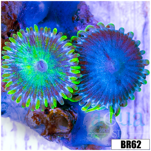 Aussie Combo Zoas