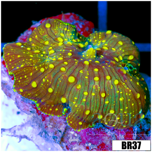 Yellow Spotted Discosoma