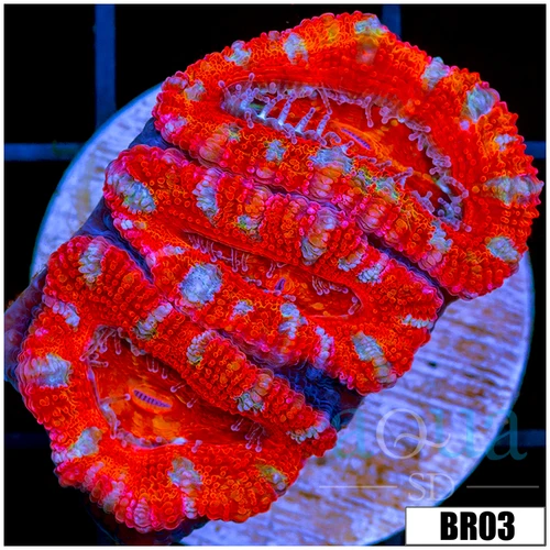 Rainbow Peppermint Acan Lord