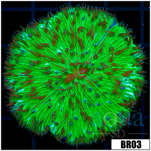 Aussie Neon Plate Coral