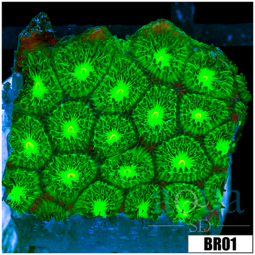 Nuclear Leptastrea