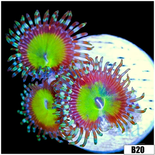 Cotton Candy Apple Zoas