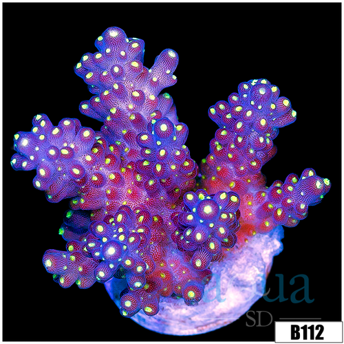 Candlelight Tort Acropora