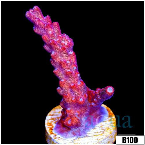 Red Robin Staghorn Acropora