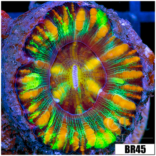 Aussie Tiger Striped Button Scoly
