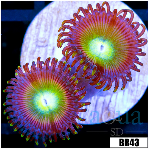 Cotton Candy Apple Zoa