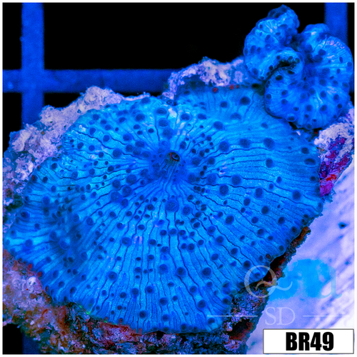 Aussie Blue Man Discosoma