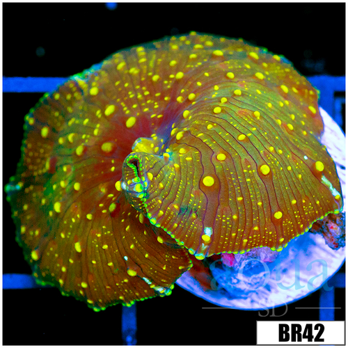 Yellow Spotted Discosoma