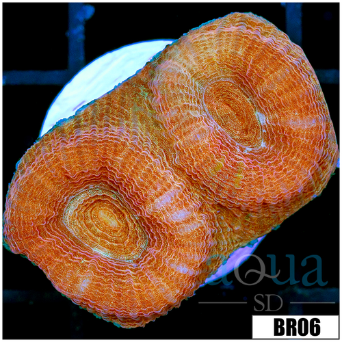 Peach Barabattoia Favia
