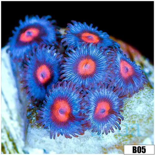 Pumpkin Eye Zoas