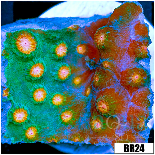 Indo Meteor Shower Cyphastrea
