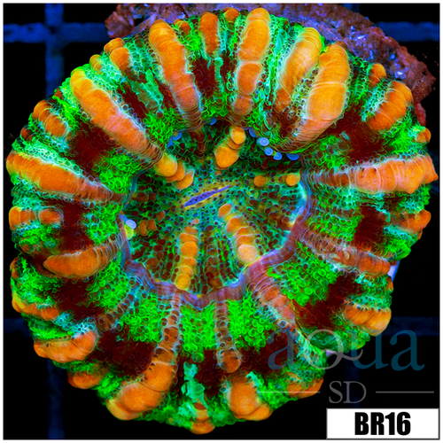 Aussie Tiger Striped Button Scoly