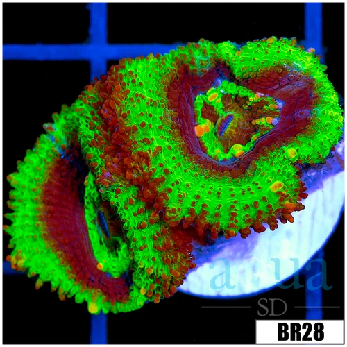 UFO acan Lord