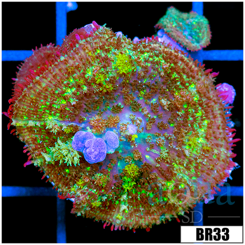 Indo Blue Balls Bounce Mushroom