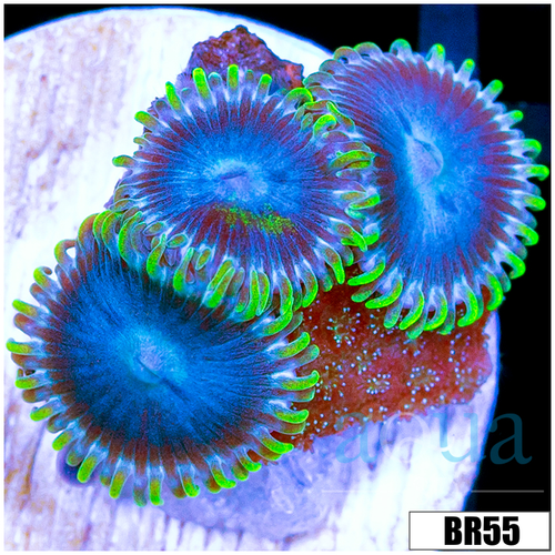 Blue Sinatra Zoas