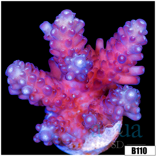 Grape Spots Acropora