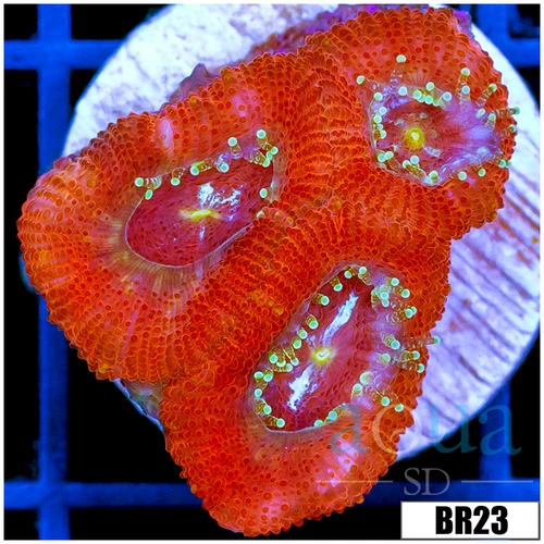 Star Center Acan Micromussa