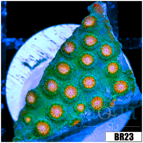 Indo Meteor Shower Cyphastrea