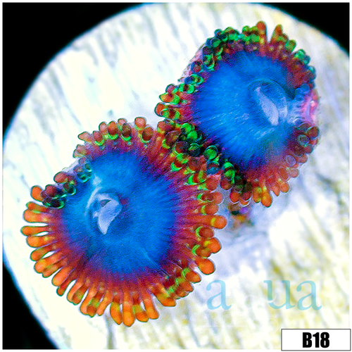 Blue Man Eater Zoas