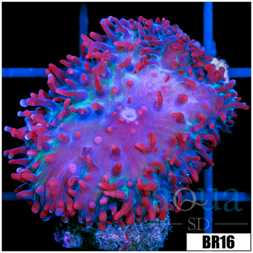 Indo Saint Thomas Mushroom