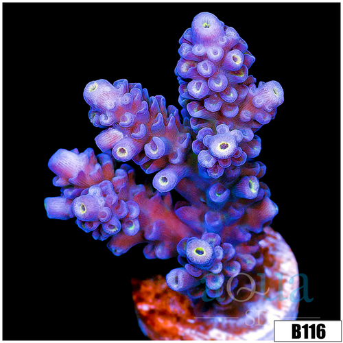 Rainbow Fusion Tenuis Acropora