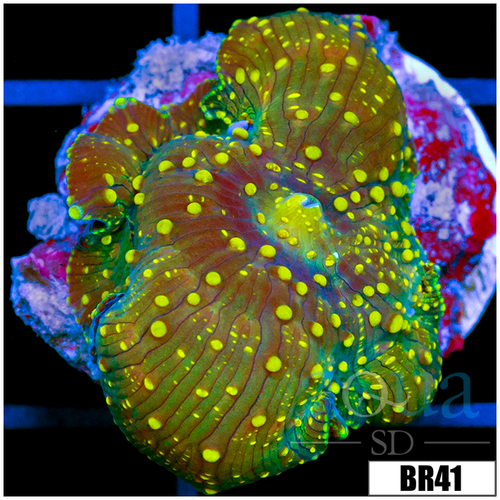 Yellow Spotted Discosoma