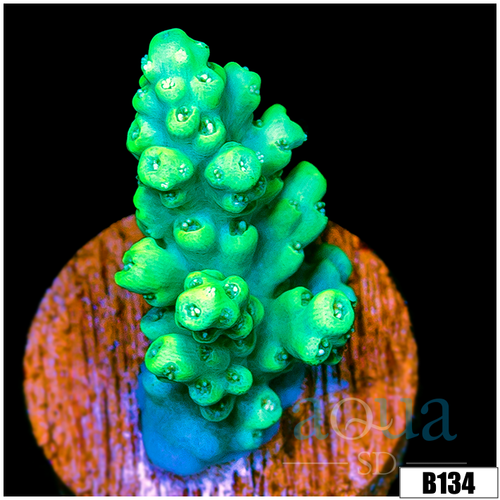 Emerald Tenuis Acropora