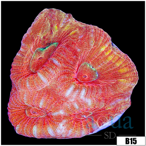 Peach Barabattoia Favia