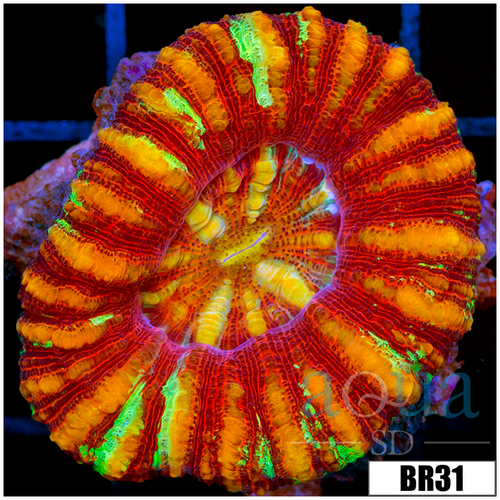 Aussie Rainbow Inferno Button Scoly