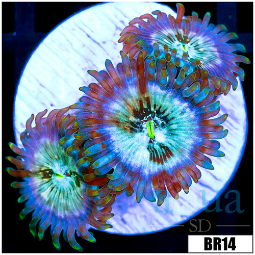 Snow Yeti Zoanthids