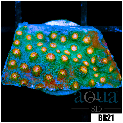 Indo Meteor Shower Cyphastrea